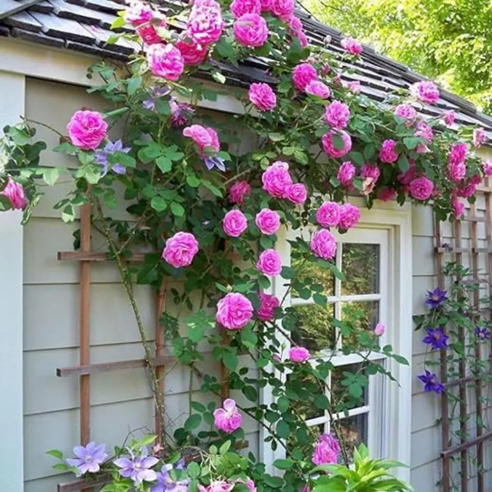 Climbing Rose 20 Seeds | Fragrant Climber Flowering Vine ( Growing Guide Free) - Rose Seeds