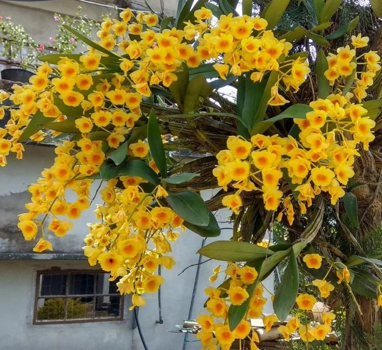Dendrobium Chrysotoxum Orchid (Golden Bow Orchid) – Vibrant Yellow Fragrant Blooms - Orchid Plant
