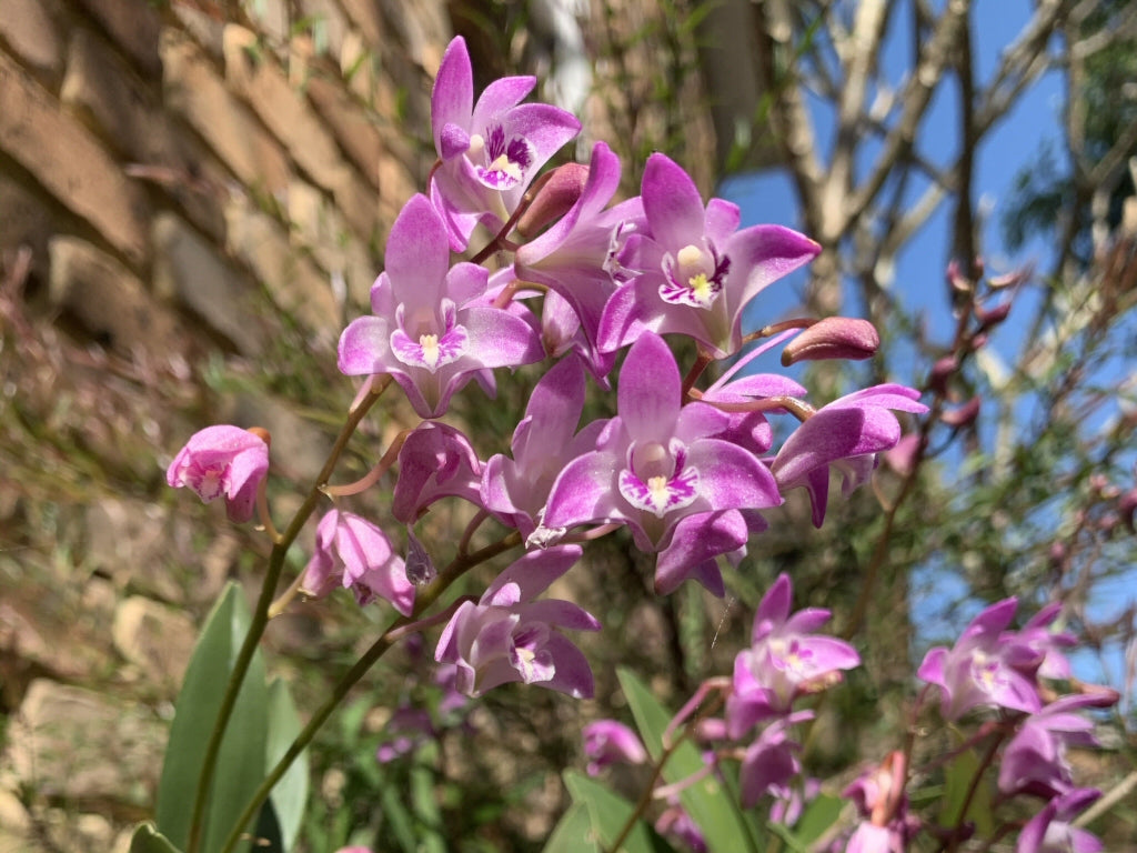 Dendrobium Kingianum Orchid (Pink Rock Orchid) – Hardy, Fragrant & Easy-to-Grow - Orchid Plant