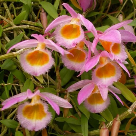 Dendrobium Loddigesii Orchid – Compact, Fragrant & Colorful Flowering Plantt - Orchid Plant