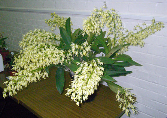 Dendrobium Speciosum Orchid (Rock Lily) – Majestic, Hardy & Long-Lasting Blooms - Orchid Plant