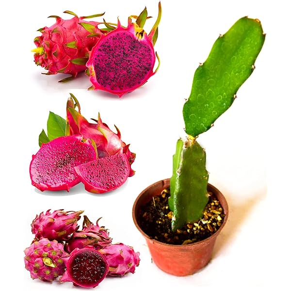 Dragon Fruit Live Plant (Red) – Pitaya Cactus Plant for Home & Garden -Fruit Plant