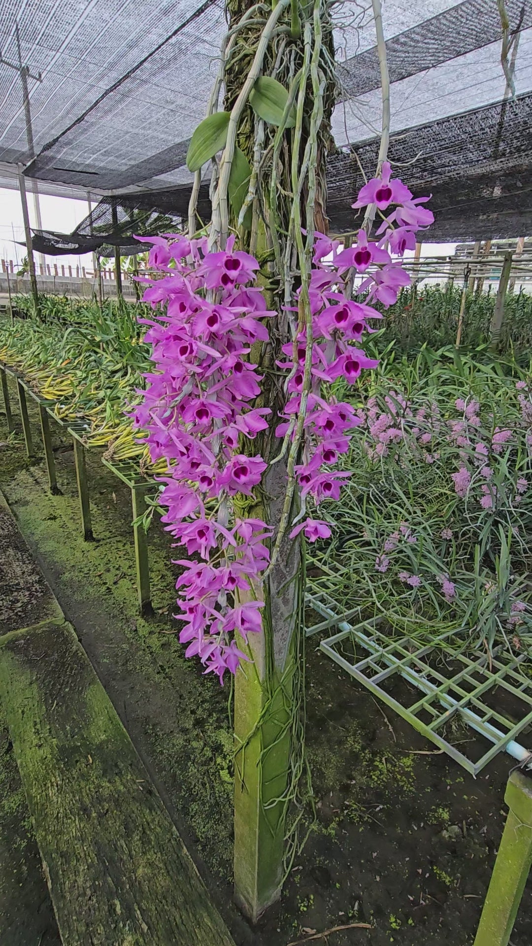 Dendrobium Anosmum Orchid (Fragrant Honohono) – Cascading, Sweetly Scented Blooms - Orchid Plant