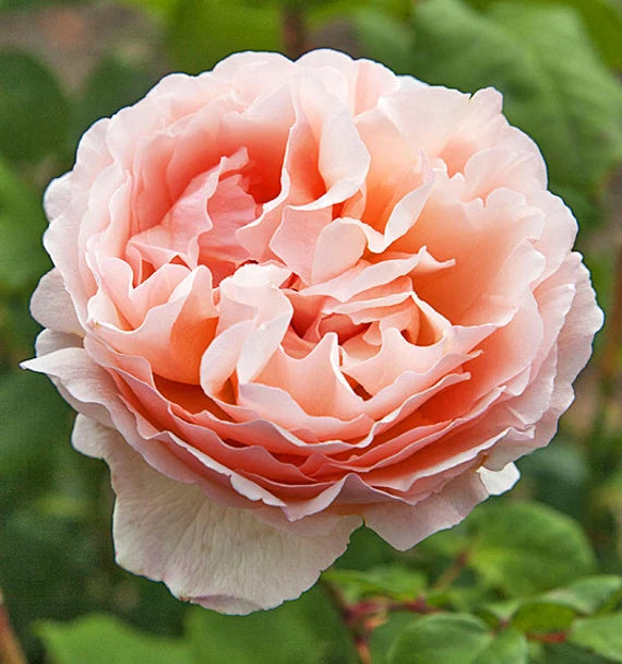 ๐ธ Princess Charlene de Monaco Rose Seeds โ Elegant Peach-Pink Fragrant Rose 20 Seeds Pack ( Growing Guide Free) - Flower Seeds