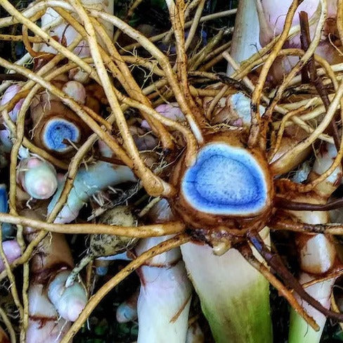 Black Turmeric (Curcuma Caesia) – 5 Seeds | Rare Medicinal Plant - Rhizome & Bulbs