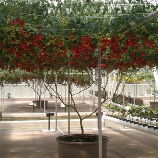 Italian Climbing Tree Tomato 50 Seeds -Vegetables Seeds