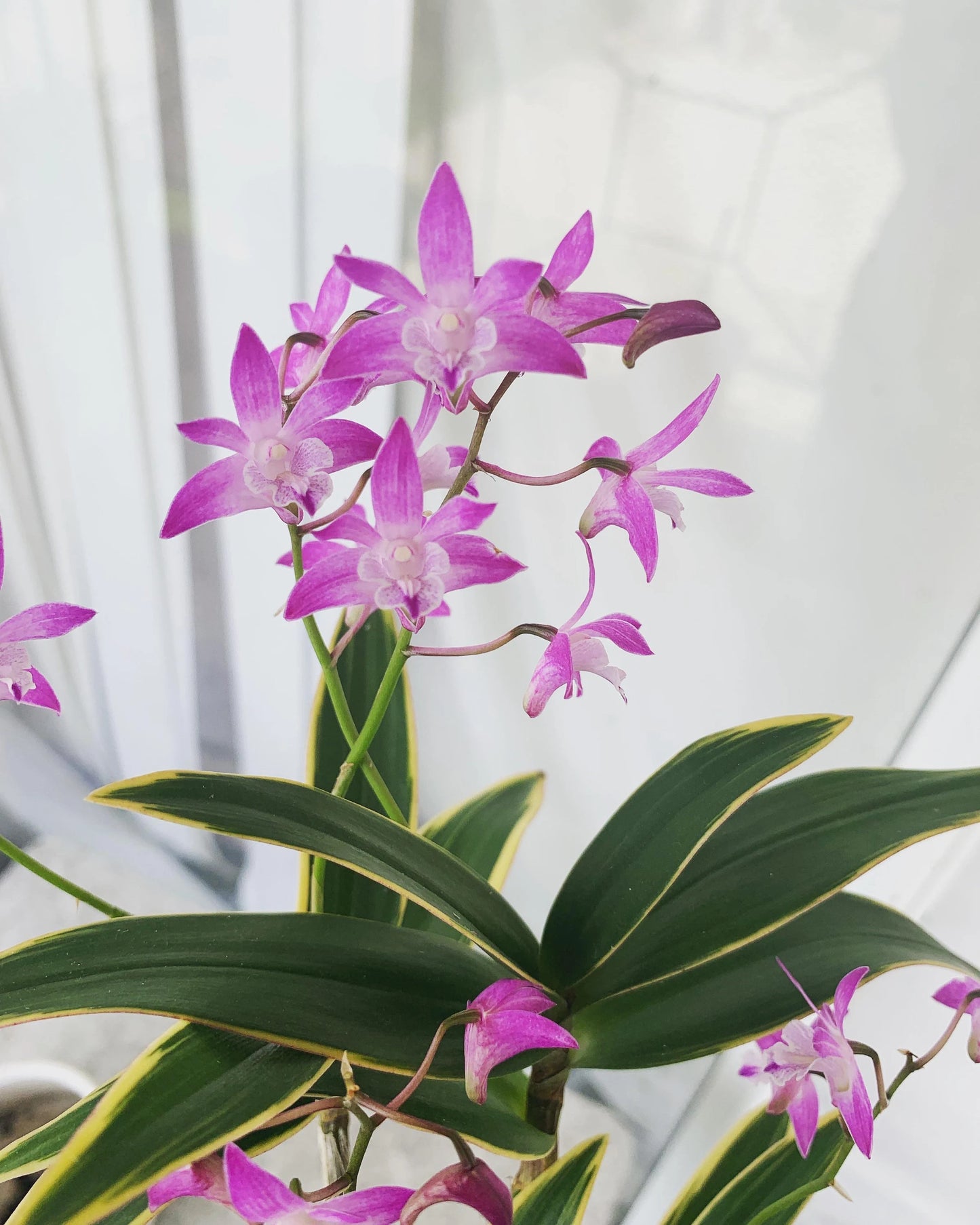 Dendrobium Kingianum Orchid (Pink Rock Orchid) – Hardy, Fragrant & Easy-to-Grow - Orchid Plant