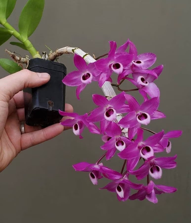Dendrobium Parishii Orchid – Rare, Fragrant & Vibrant Purple Blooms - Orchid Plant
