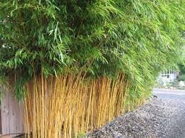 Golden Bamboo Plant 40 Seeds-Tree Seeds