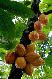 Rare Hybrid Forastero Cocoa Fruit Seeds 10 - Fruit Seeds