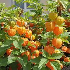 Rare Hybrid Golden Berry Exotic Fruit Seeds for Growing (Pack of 30 seeds)