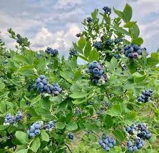 Rare Hybrid Blueberry Exotic Fruit Seeds for Growing (Pack of 30 seeds) - Fruit Seeds