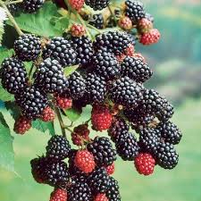 Rare Hybrid Blackberry Exotic Fruit Seeds for Growing (Pack of 30 seeds) - Fruit Seeds