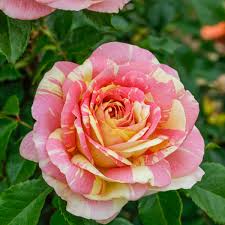 πΉ Pop Art Rose Seeds β Vibrant Variegated Grandiflora Rose 20 Seeds Pack ( Growing Guide Free) - Flower Seeds