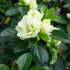 🌿 Azalea Flower Plant (Green) – Rare Live Ornamental Shrub for Garden & Landscape Charm -Flowering Plant