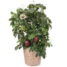 🌺🍈 Poppin’ Passion – Tropical Flowers & Edible Passion Fruit, Perfect for Containers (20 Seeds Pack) - Fruit Seeds