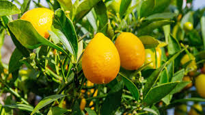 π Limequat β Edible Citrus with Sweet Skin & Compact Growth (20 Seeds Pack) - Fruit Seeds
