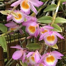 Dendrobium Loddigesii Orchid – Compact, Fragrant & Colorful Flowering Plantt - Orchid Plant