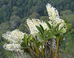 Dendrobium Speciosum Orchid (Rock Lily) – Majestic, Hardy & Long-Lasting Blooms - Orchid Plant