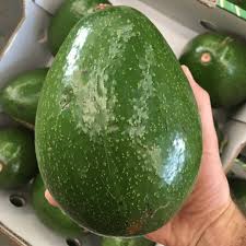 Choquette Avocado Seeds – Pack of 2 - Fruit Seeds