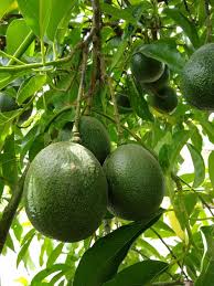Reed Avocado Seeds – Pack of 2 - Fruit Seeds