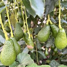 Pinkerton Avocado Seeds – Pack of 2 - Fruit Seeds