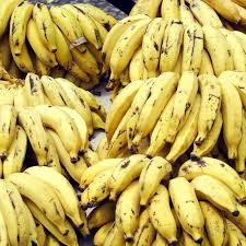 Nendran Banana – Tissue-Cultured Live Plant– 1 Healthy Plant - Fruit Plant