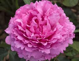 πΉ Yves Piaget Rose Seeds β Luxurious Pink Peony-Style Rose with Strong Fragrance 20 Seeds Pack ( Growing Guide Free) - Flower Seeds