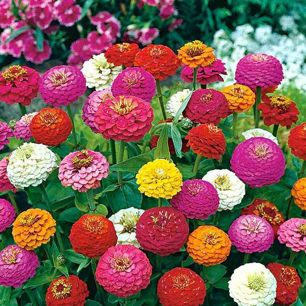 Zinnia Flower 50 Seeds Mix – Bright, Long-Lasting Garden Blooms - Flower Seeds