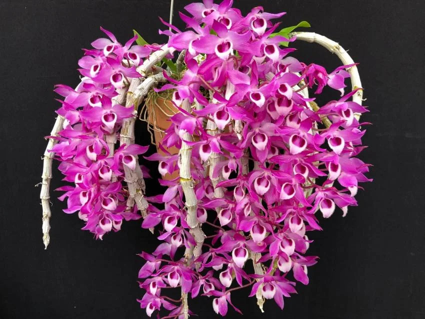 Dendrobium Parishii Orchid – Rare, Fragrant & Vibrant Purple Blooms - Orchid Plant