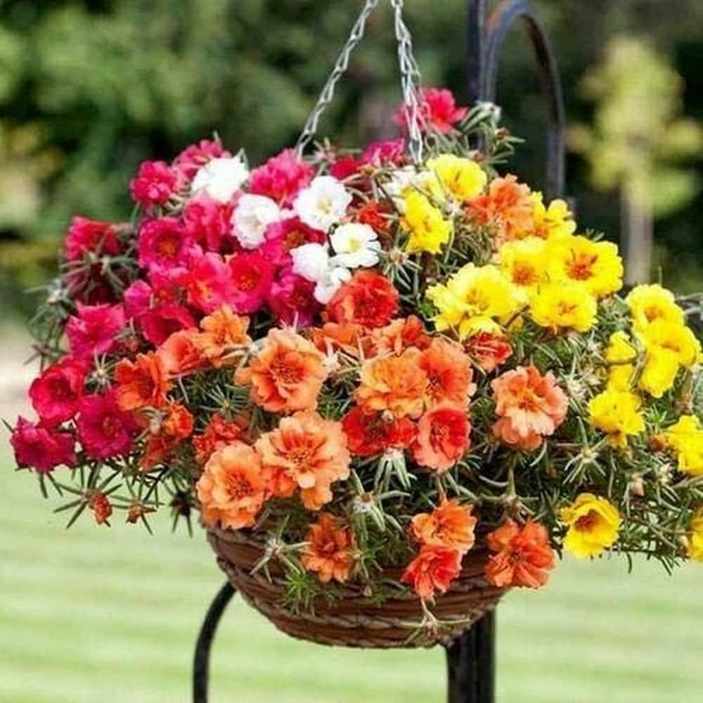 Hybrid Portulaca Moss Rose Double Mix Flower (50 per packet)-Flower Seeds
