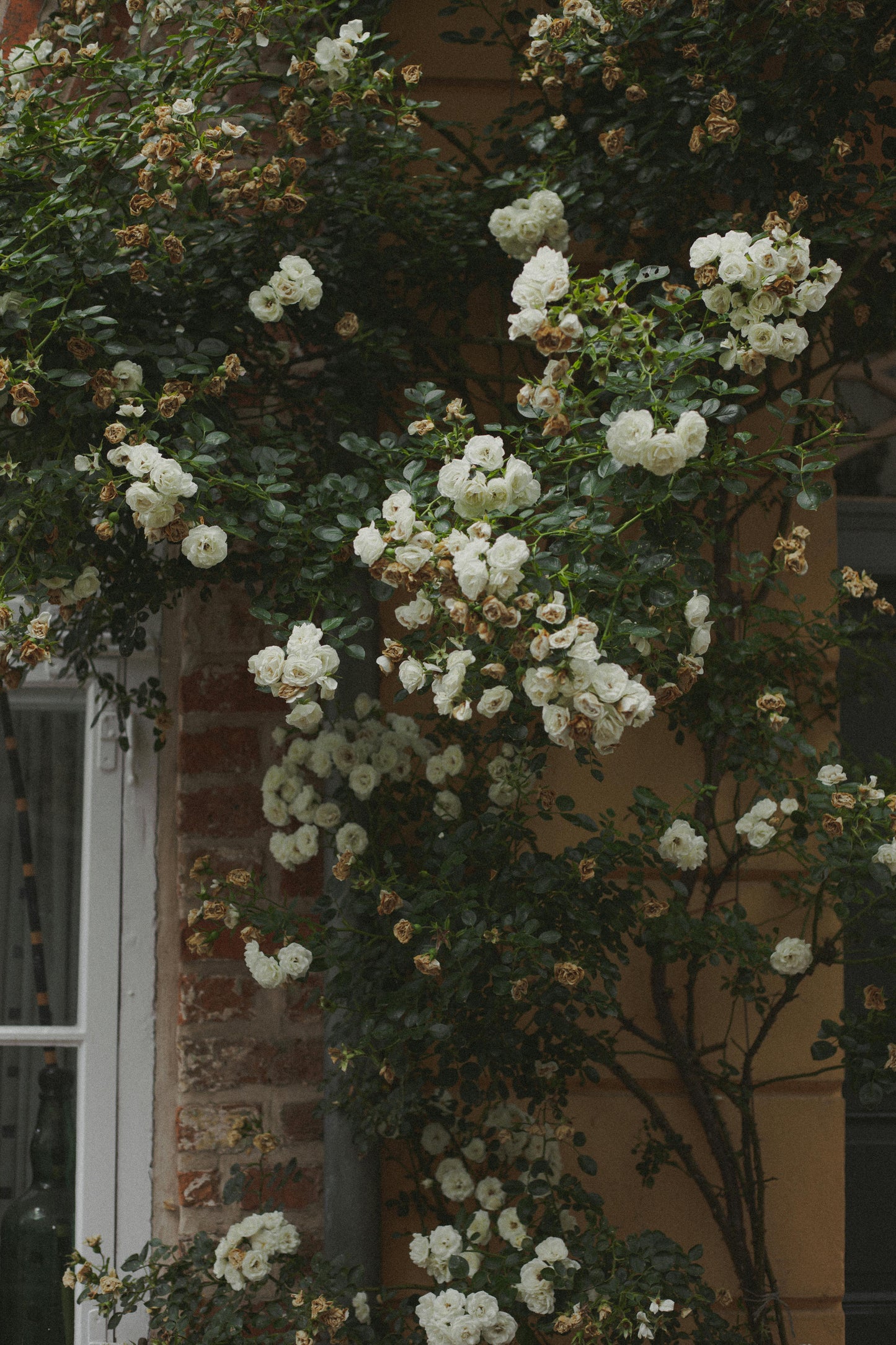 Colourful Climbing Rose Mixed Seeds + Free Growth Booster + Growing Guide
