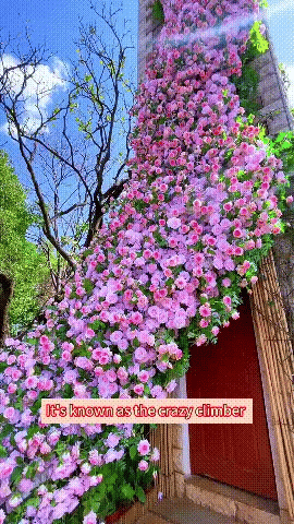 Elegant Climbing Rose Flower Seeds ( Growing Guide Free) - Flower Seeds