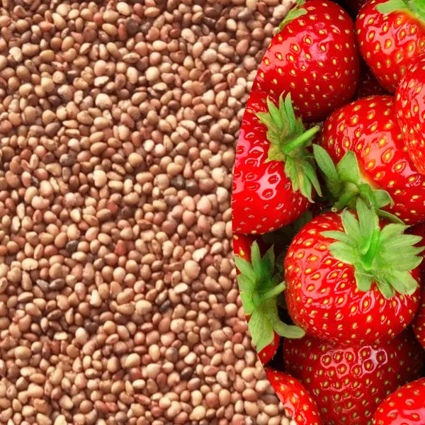Rare Hybrid Strawberry Exotic Fruit Seeds for Growing (Pack of 30 seeds) - Fruit Seeds