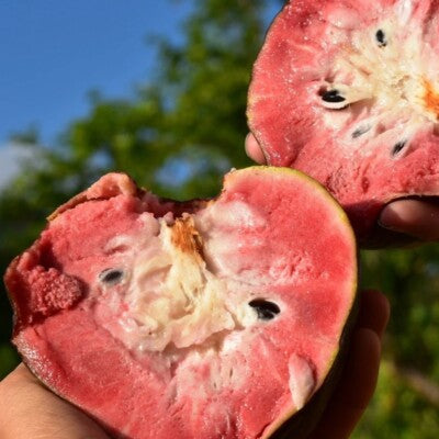 Rare Red Flesh Custard Apple Live Plant (Annona reticulata) โ Exotic Fruit-Bearing Seedling for Home Garden - Fruit Plant
