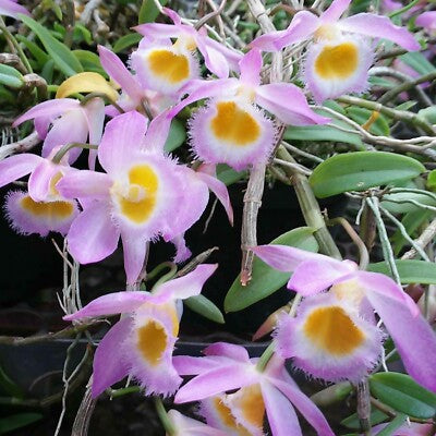 Dendrobium Loddigesii Orchid – Compact, Fragrant & Colorful Flowering Plantt - Orchid Plant