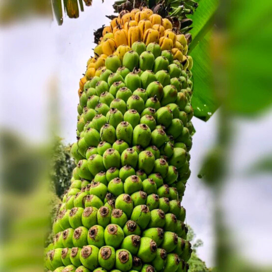 Thousand Fingers Banana – Live Tissue-Cultured Plant – 1 Healthy Plant - Fruit Plant
