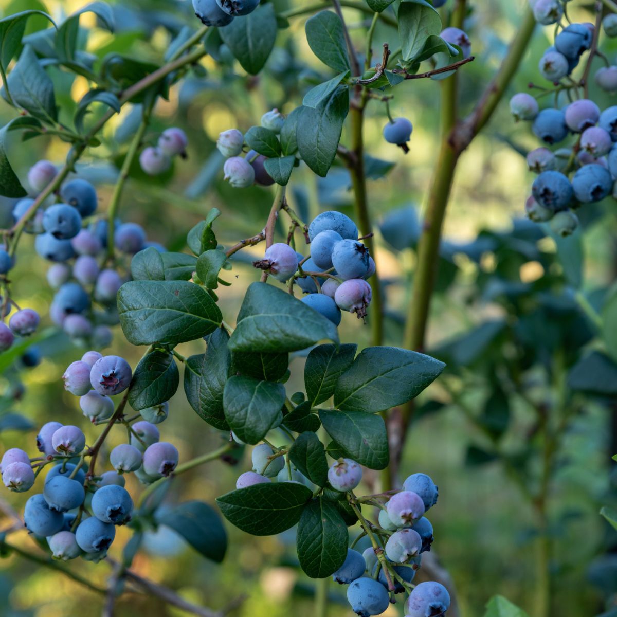🫐 Blueberry ‘Bountiful Baby’ – Compact & Highly Productive Dwarf Blueberry Plant (50 Seeds Pack) - Fruit Seeds
