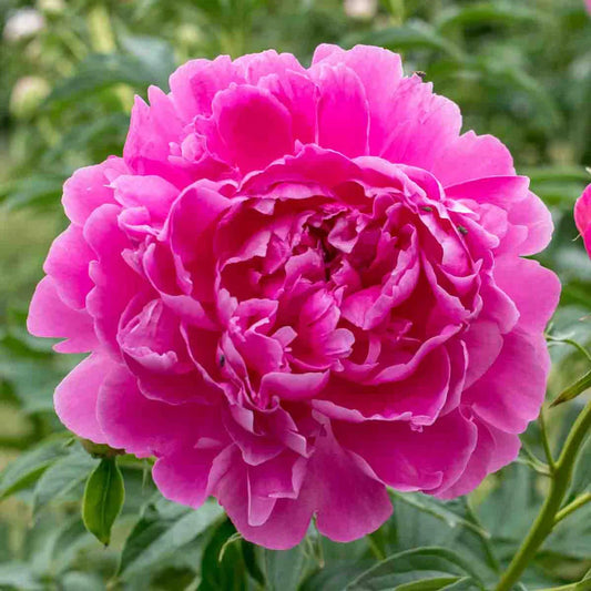 Dark Pink Peony Flower Seeds – Richly Colored, Fragrant Perennial Blooms for Home & Gardent - Flower Seeds
