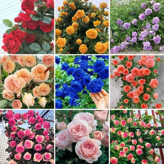 🌹 100-Seed Mixed Climbing Rose Combo – Colorful Rose Mosaic ( Growing Guide Free) - Flower Seeds
