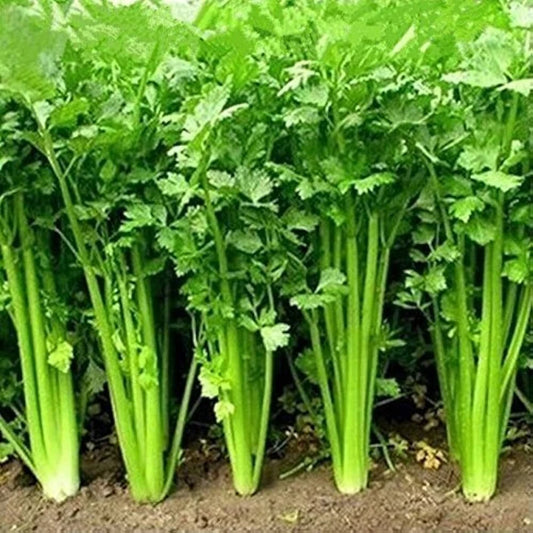 ARKA Isha -TFL CORIANDER Hybrid -Vegetable Seeds