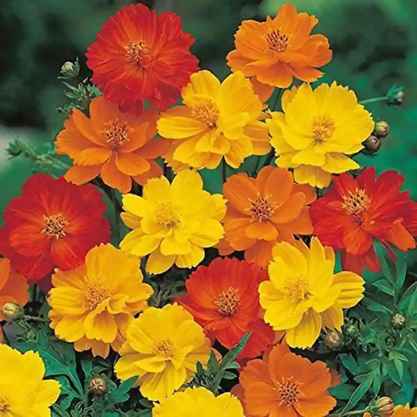 Cosmos Flower 50 Seeds Mix – Vibrant Multi-Color Blooms - Flower Seeds