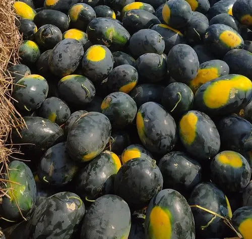 Kiran Watermelon Seeds – Popular Indian Variety, Sweet & Juicy (Pack of 10) - Fruit Seeds