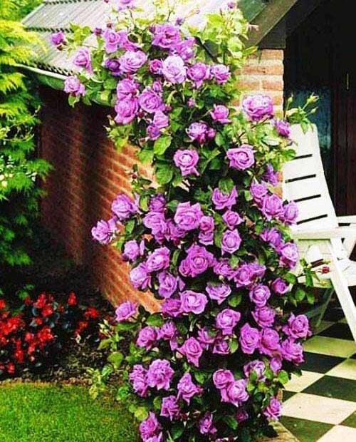 Climbing Rose 20 Seeds | Fragrant Climber Flowering Vine ( Growing Guide Free) - Rose Seeds