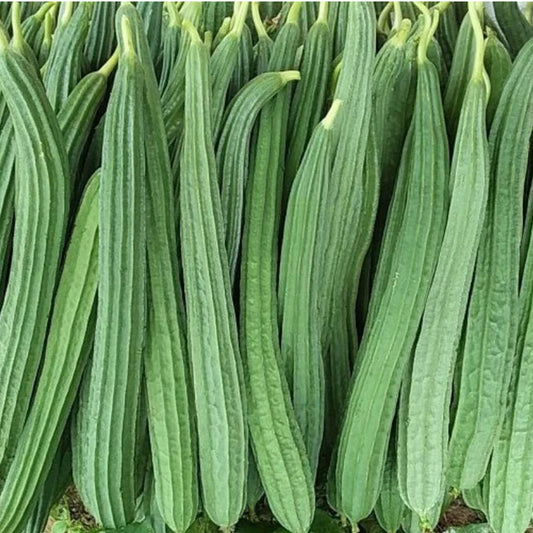 Ridge Gourd (Turai) (20 Seeds) Vegetable Seeds for Home Garden, Organic & Hybrid - Vegetable Seeds