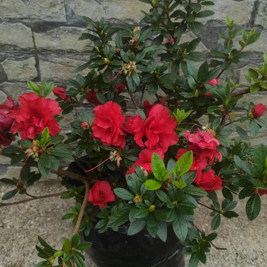🌺 Azalea Flower Plant (Red) – Live Decorative Shrub with Bold Red Blooms for Home & Garden -Flowering Plant
