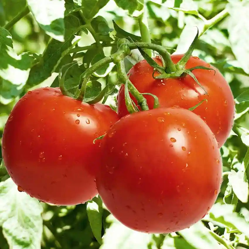 🍅 Celebrity Hybrid Tomato Seeds – 100 Seeds, All-Purpose & Disease-Resistant Variety -Vegetable Seeds
