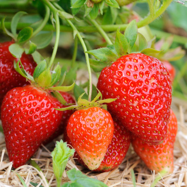 Rare Hybrid Strawberry  Exotic  Fruit Seeds for Growing (Pack of 30 seeds) - Fruit Seeds