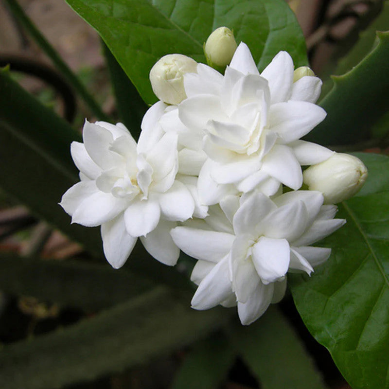 Mogra Plant (Jasminum sambac) – Arabian Jasmine Live Plant with Fragrant White Flowers -Flowering Plant