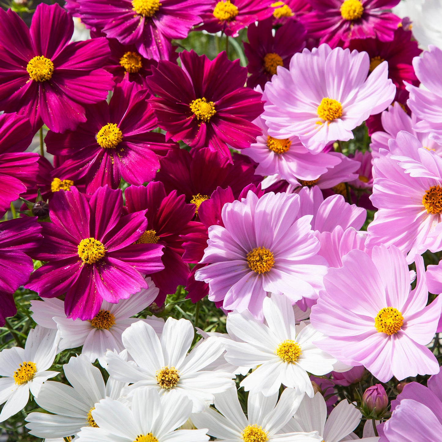 Cosmos Flower 50 Seeds Mix – Vibrant Multi-Color Blooms - Flower Seeds